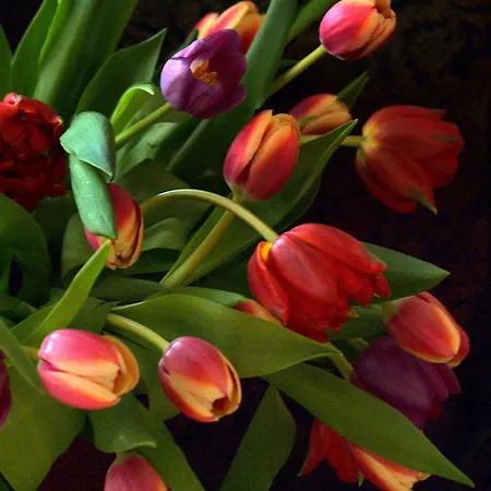 Villa De Mankemerrie Landhuisvilla